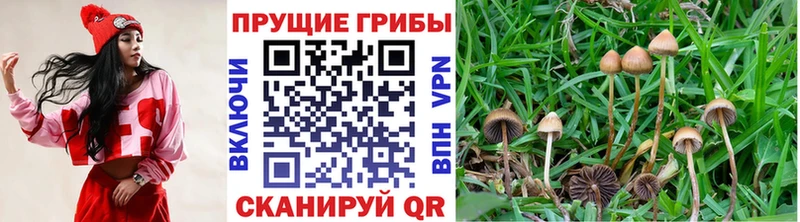 закладки  Судогда  Псилоцибиновые грибы мухоморы 